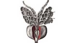 Норма прогестерона у мужчин и как понизить его повышенный уровень