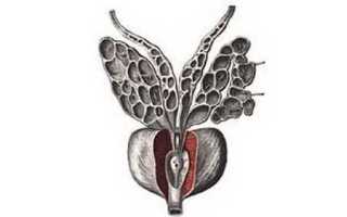 Норма прогестерона у мужчин и как понизить его повышенный уровень