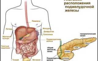 Где расположена поджелудочная железа