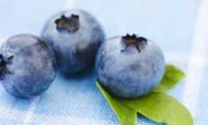 Черника и ее влияние на здоровье диабетика