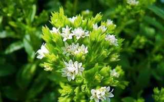 Можно ли принимать стевию при диабете и повышает ли она сахар в крови?