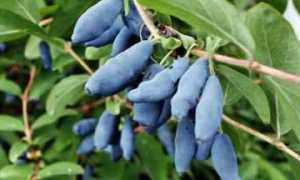 Жимолость — польза или вред при сахарном диабете