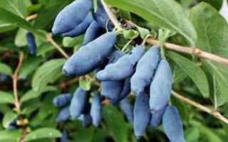 Жимолость — польза или вред при сахарном диабете