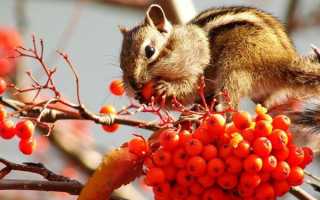 Полезные свойства рябины красной и противопоказания к ее употреблению