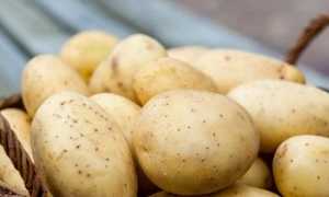 Правила употребления картофеля при панкреатите: безопасные рецепты
