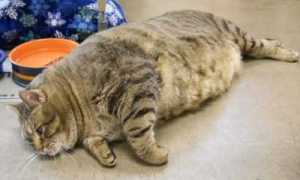 Сахарный диабет у кошек: симптомы и лечение заболевания, диагностика