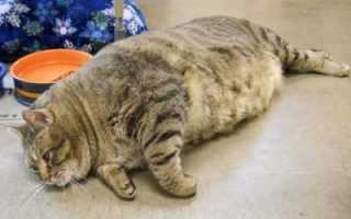 Сахарный диабет у кошек: симптомы и лечение заболевания, диагностика