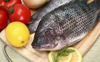 Где водится рыба тилапия, польза и вред продукта