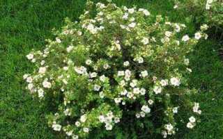 Применение белой лапчатки при лечении заболеваний щитовидной железы (с отзывами)