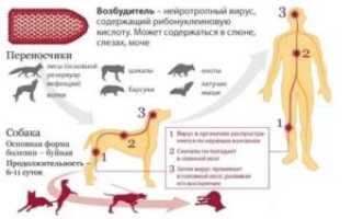 Может ли бешенство передаваться через царапины?