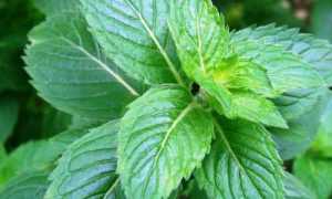 Применение мяты при панкреатите