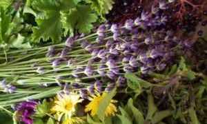 Травы для снижения сахара в крови рецепты для диабетиков