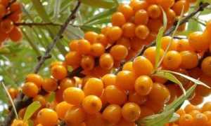 Польза облепихи и масла из нее при панкреатите