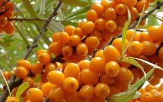 Польза облепихи и масла из нее при панкреатите