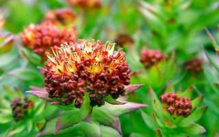 Состав и полезные свойства родиолы розовой, ее возможный вред