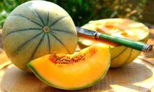 Дыня и её польза при сахарном диабете 2 типа и других нарушениях