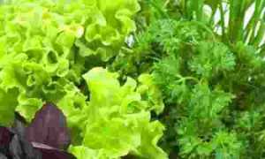 Какую зелень можно употреблять при панкреатите