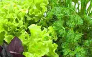 Какую зелень можно употреблять при панкреатите