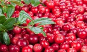 Можно ли есть клюкву и бруснику при панкреатите?