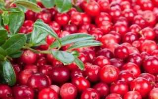 Можно ли есть клюкву и бруснику при панкреатите?