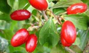 Как есть кизил при сахарном диабете