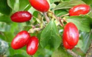 Как есть кизил при сахарном диабете