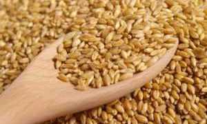 Как есть полбу при сахарном диабете