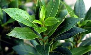 Лечение сахарного диабета лавровым листом: особенности терапии