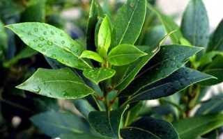 Лечение сахарного диабета лавровым листом: особенности терапии