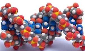 Виды гормонов поджелудочной железы и их роль в организме человека