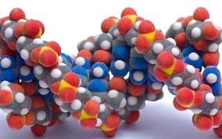 Виды гормонов поджелудочной железы и их роль в организме человека