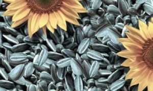 Семечки при развитии сахарного диабета 2 типа