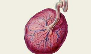 Что показывает плацентарный лактоген при беременности и какая его норма в анализе?