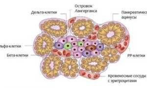Какие гормоны вырабатывает поджелудочная железа