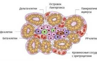 Какие гормоны вырабатывает поджелудочная железа