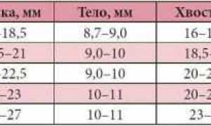 Анатомия поджелудочной железы