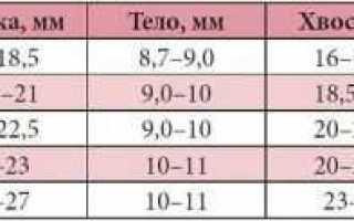 Анатомия поджелудочной железы