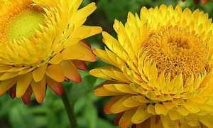 Бессмертник при лечении панкреатита: эффективные рецепты народной медицины для поджелудочной железы