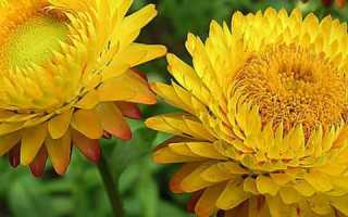 Бессмертник при лечении панкреатита: эффективные рецепты народной медицины для поджелудочной железы