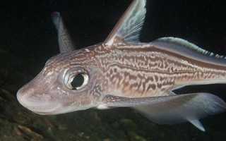 Польза и вред морского зайца, способы приготовления рыбы