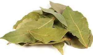 Лечение лавровым листом сахарного диабета: как пить, польза и вред (с отзывами)