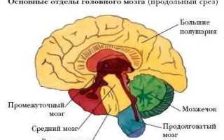 Строение головного мозга — за что отвечает каждый отдел?