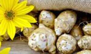 Сироп топинамбура при диабете правила приготовления и употребления