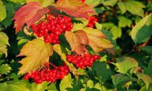 Калина и сахарный диабет 2 типа: эффективные рецепты и рекомендации