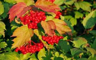 Калина и сахарный диабет 2 типа: эффективные рецепты и рекомендации