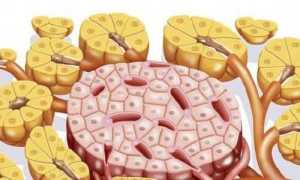 Функции и патология островков Лангерганса: сбой выделяемых гормонов