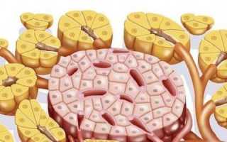 Функции и патология островков Лангерганса: сбой выделяемых гормонов