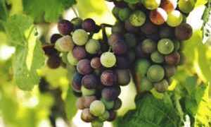 Как есть виноград при сахарном диабете