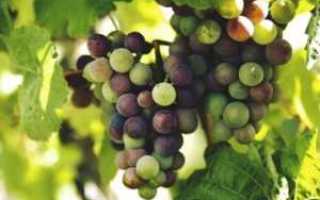Как есть виноград при сахарном диабете