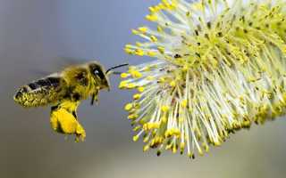В чем полезные свойства пчелиной пыльцы и как ее правильно принимать?